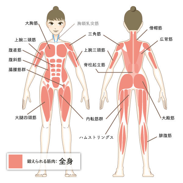 鍛えられる筋肉：全身