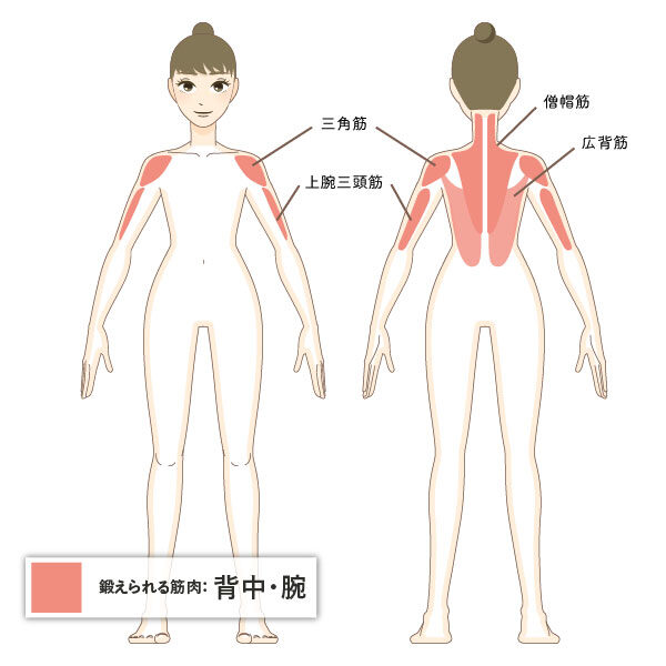 鍛えられる筋肉：背中・腕